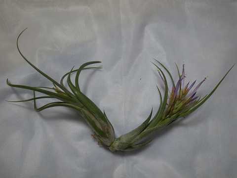 Tillandsia paucifolia