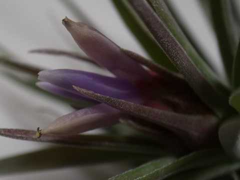Tillandsia plagiotropica 'Purple'