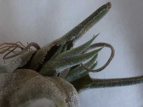 Tillandsia pruinosa 'Colombia form'
