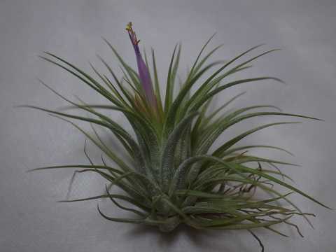 Tillandsia scaposa