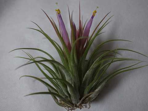 Tillandsia scaposa