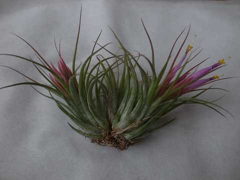 Tillandsia scaposa