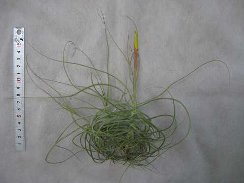 Tillandsia schiedeana