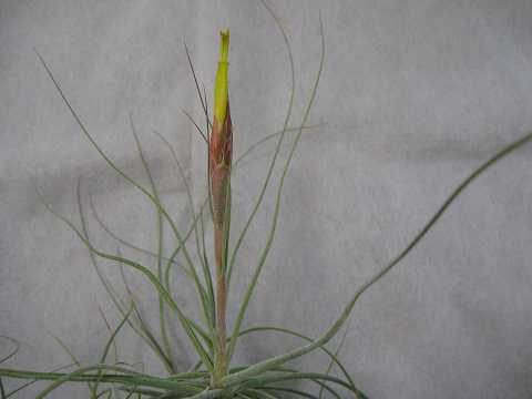 Tillandsia schiedeana