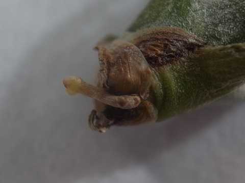 Tillandsia stricta subsp. piniformis