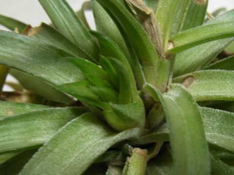 Tillandsia stricta 'Rigid leaf'