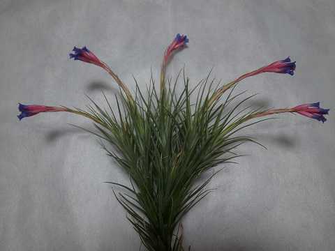 Tillandsia tenuifolia 'Blue flower'