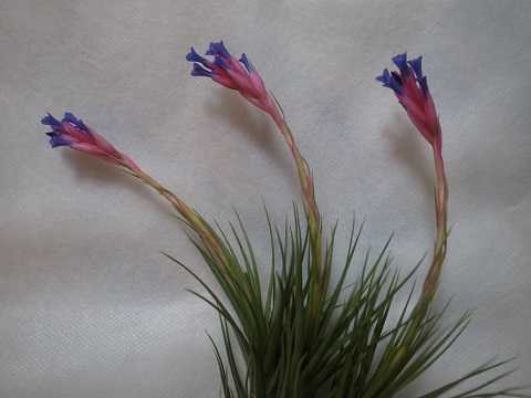 Tillandsia tenuifolia 'Blue flower'