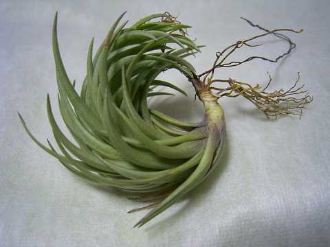Tillandsia tenuifolia 'Short form'