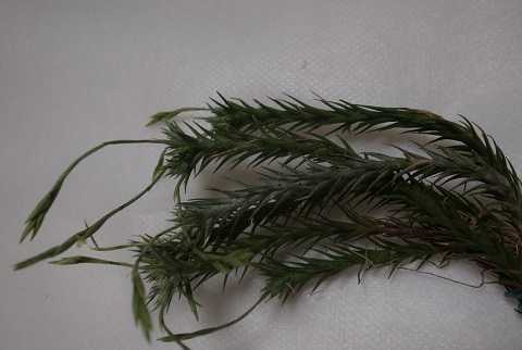 Tillandsia tricholepis