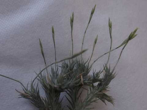 Tillandsia tricholepis