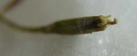 Tillandsia tricholepis