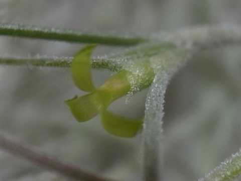 Tillandsia usneoides