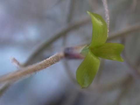 Tillandsia usneoides