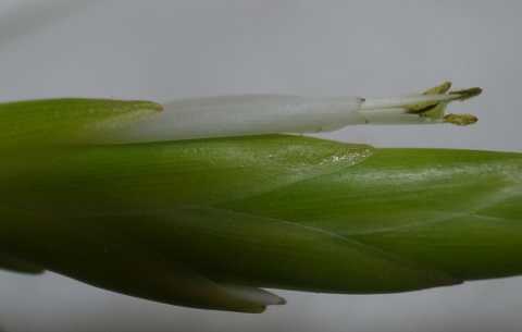 Tillandsia variabilis 'Cargato'
