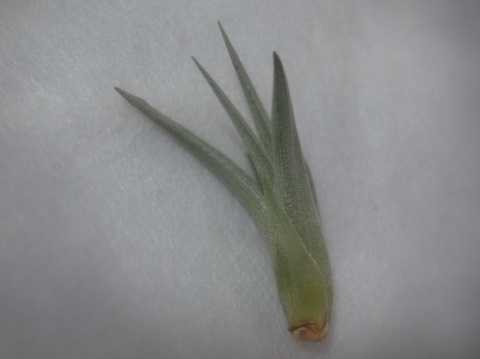 Tillandsia violaceiflora
