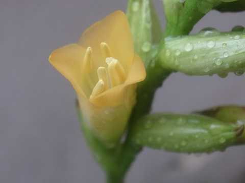 Tillandsia hieroglyphica