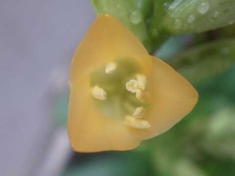 Tillandsia hieroglyphica