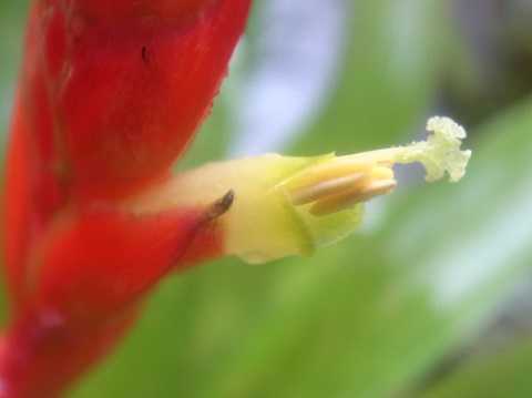 Vriesea x poelmannii Red type