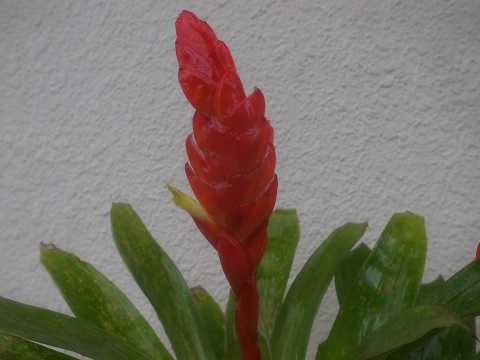 Vriesea x poelmannii Red type