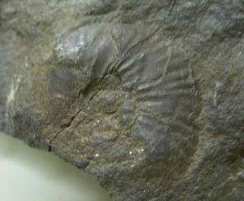 Juvenile shell of an ammonoid fossil