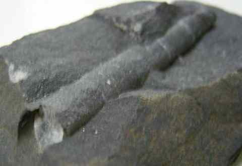 Belemnite