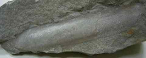 Jackknife clam (Patinopecten)