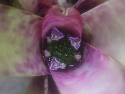 Neoregelia smithii