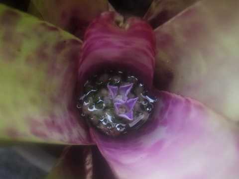 Neoregelia smithii