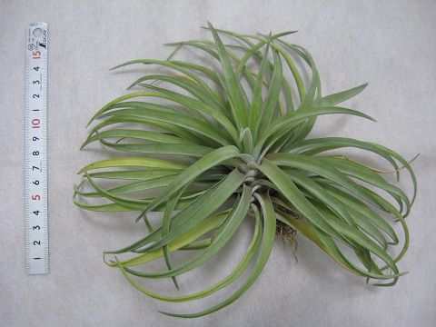 Tillandsia abdita
