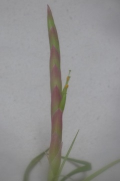 ティランジア アキロスタキス