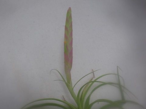 Tillandsia achyrostachys