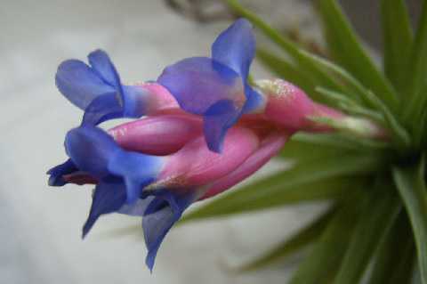 Tillandsia aeranthos