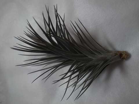 �e�B�����W�A �A�G�����g�X �͔|�i�� �j�O��