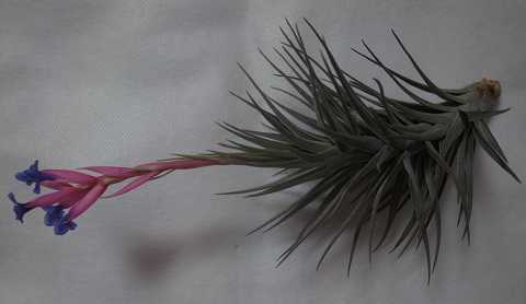 �e�B�����W�A �A�G�����g�X �͔|�i�� �j�O��