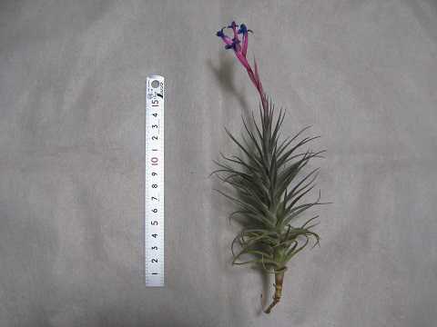 �e�B�����W�A �A�G�����g�X �͔|�i�� �j�O��