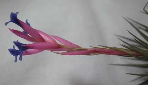 �e�B�����W�A �A�G�����g�X �͔|�i�� �j�O��