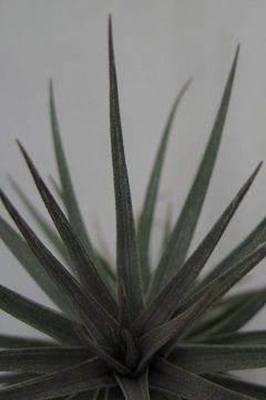 Tillandsia aeranthos 'Nigra'