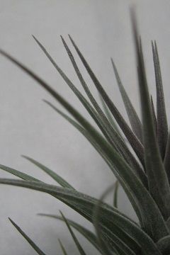 Tillandsia aeranthos 'Nigra'
