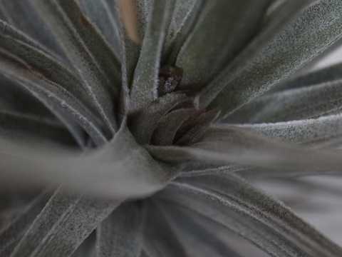 �e�B�����W�A �A�G�����g�X �͔|�i�� �j�O��