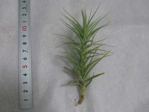 �e�B�����W�A �A�G�����g�X �חt�^