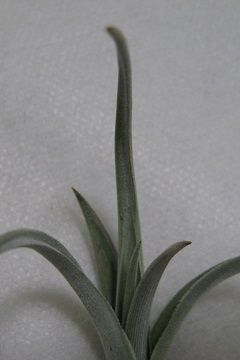 Tillandsia afonsoana