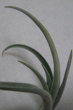 Tillandsia afonsoana
