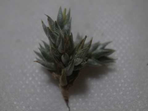 Tillandsia aizoides