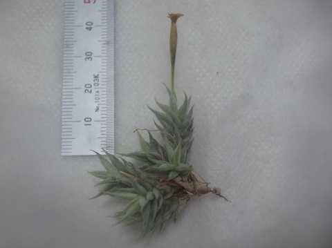 Tillandsia aizoides