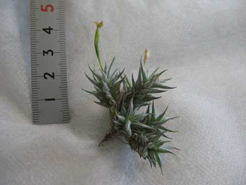 Tillandsia aizoides