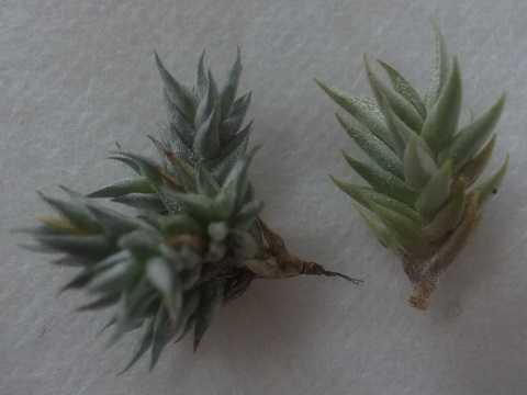 Tillandsia aizoides