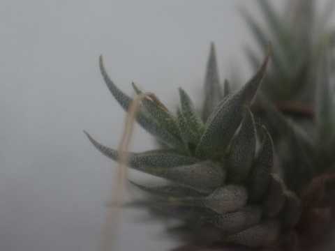 Tillandsia aizoides