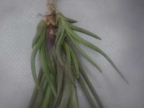 Tillandsia albertiana Caulescent form