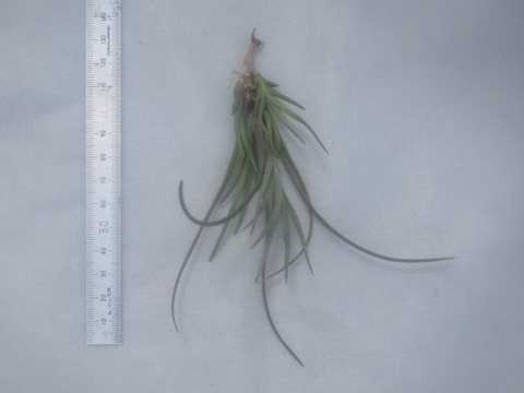 Tillandsia albertiana Caulescent form